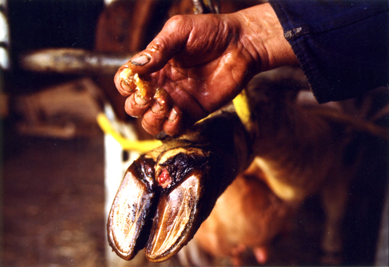 http://www.zaehring.com/files/gimgs/15_bauernhof11.jpg